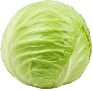  Cabbage