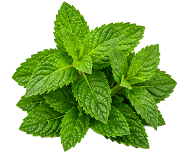 Mint 