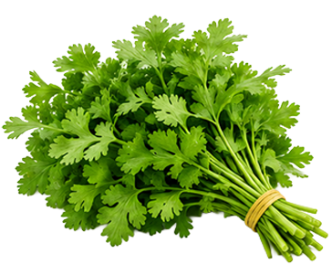  Coriander Leaves